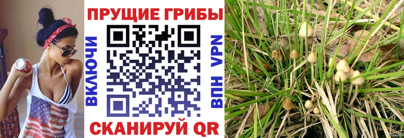 kraken как войти  Велиж  Псилоцибиновые грибы мухоморы 